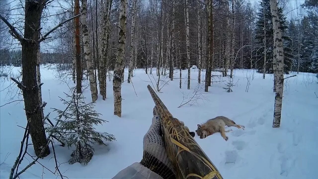 Показать видео охота