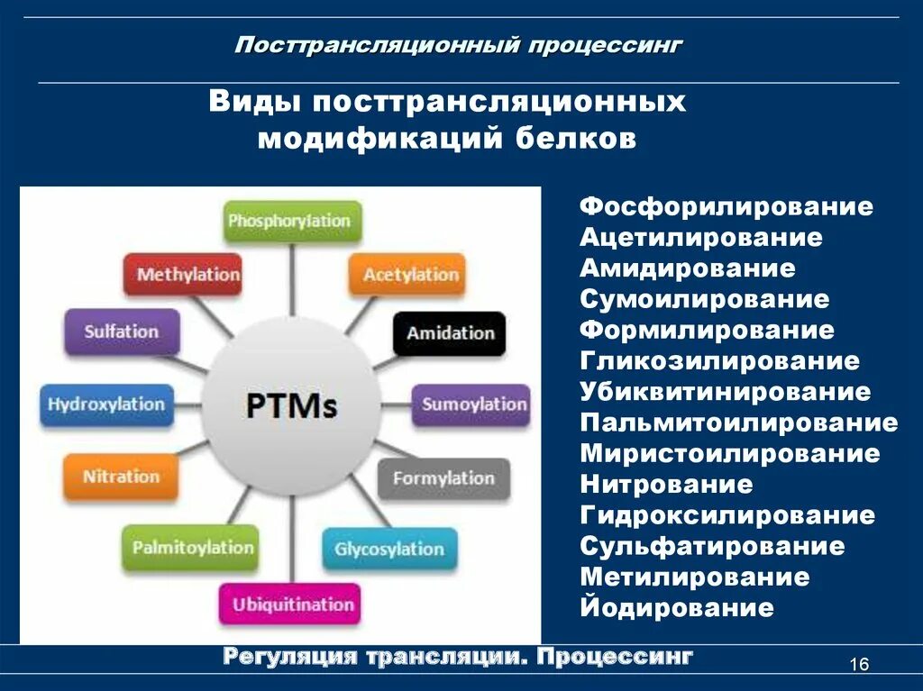 Посттрансляционная модификация белков. Котрансляционные модификации белков. Посттрансоационная модицикафия Елков. Виды посттрансляционная модификация белков. Процессинг белка этапы