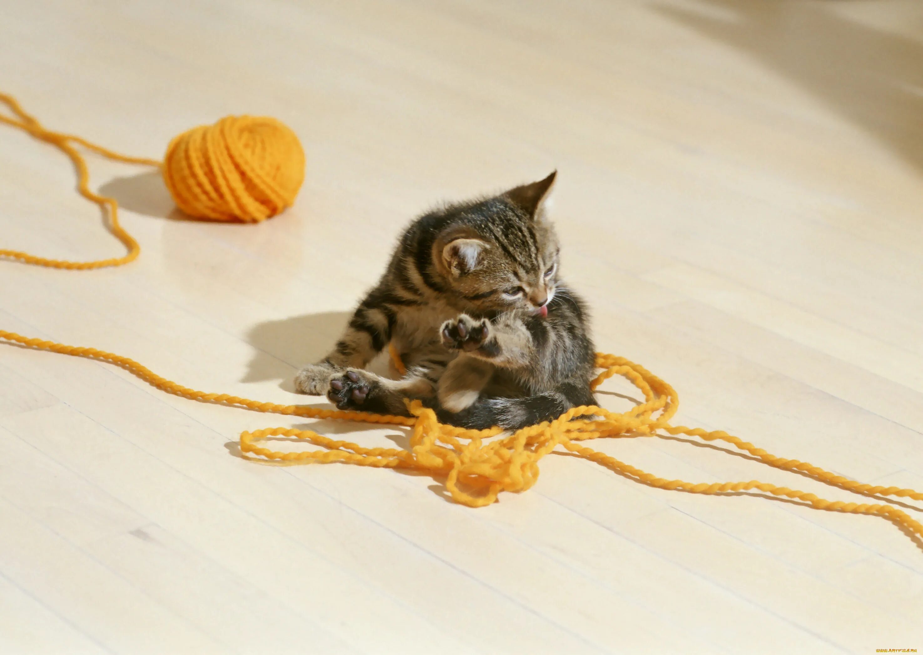 Котики любят играть