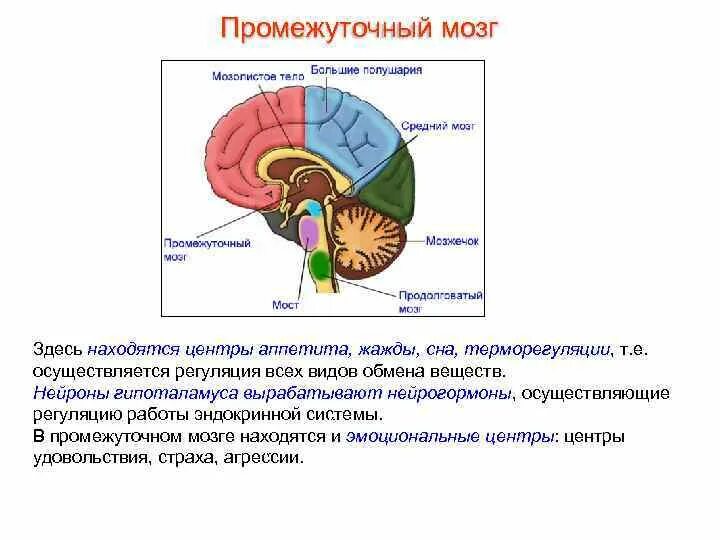 Центр терморегуляции находится в каком отделе мозга. Центр терморегуляции находится в каком отделе мозга