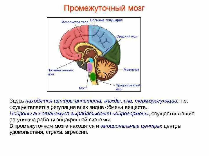 Центр голода в головном мозге