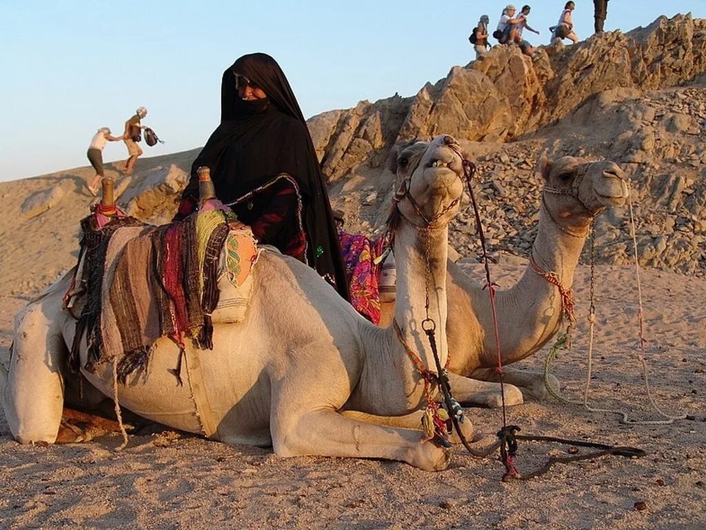 Народ живущий в пустыне. Бедуины в Египте. Жители пустыни бедуины Египет. Бедуины Саудовской Аравии. Бедуины в Каире.