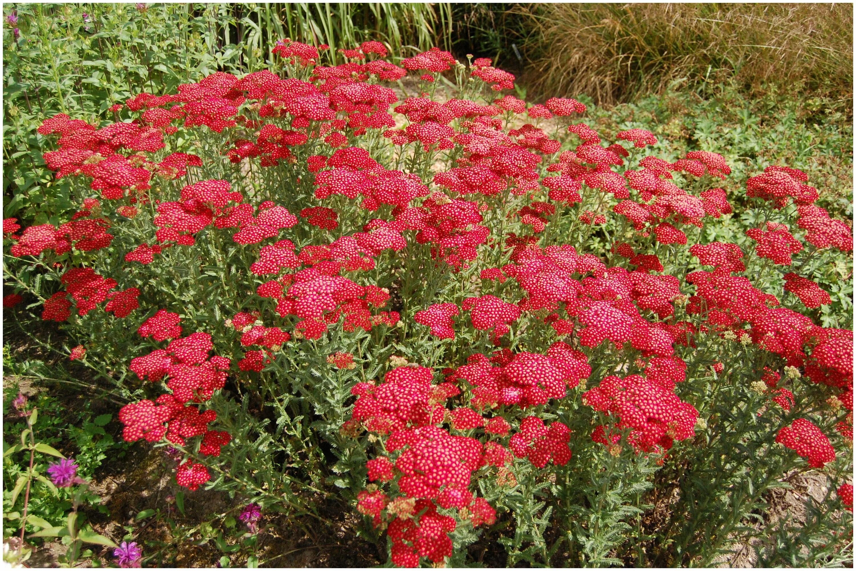 Тысячелистник вишневая королева. Тысячелистник (Achillea) ред вельвет. Тысячелистник ред Шейдс. Тысячелистник Achillea millefolium Red Velvet.