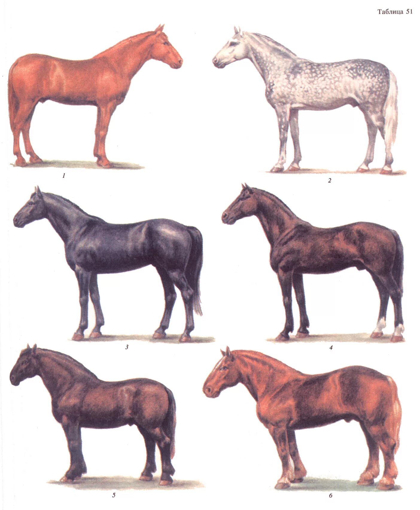 Лошадки 1 2 3. Буденновская порода лошадей инбридинг. Селекция лошадей. Коневодство породы животных. Разнообразие пород лошадей.