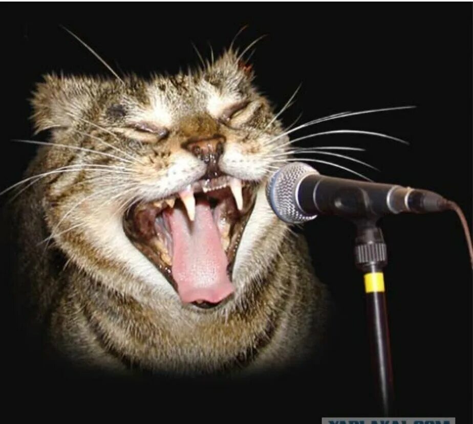 Cats can sing. Кот с микрофоном. Кот поет. Микро кот.