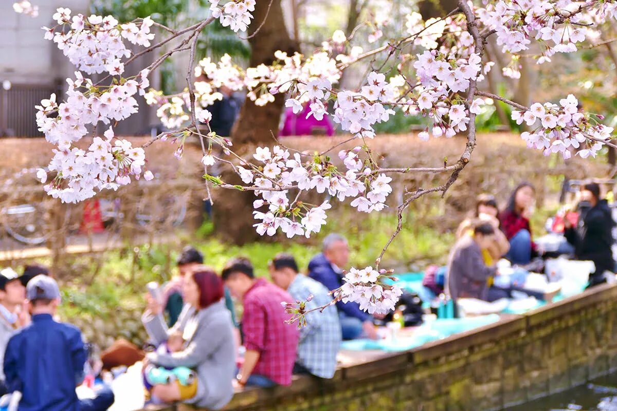 Hanami Cherry Blossom. Цветение Сакуры пикники. Япония фестиваль цветущих вишен. Сакура история