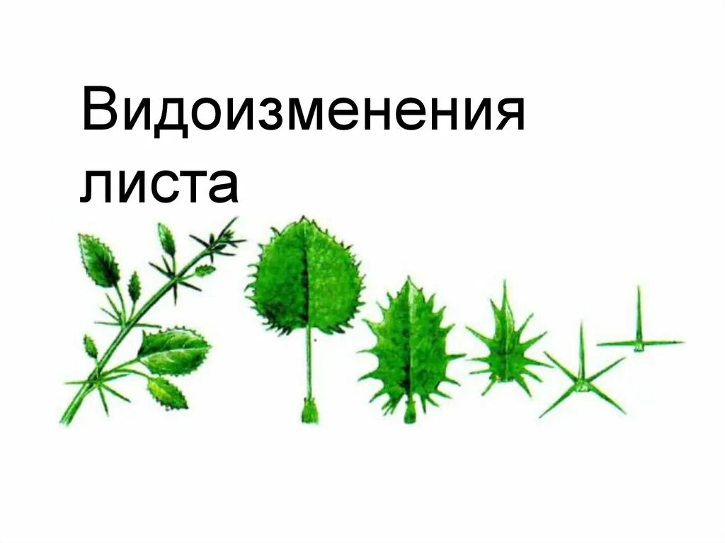 Видоизменения листьев. Видоизменения листьев растений. Лист видоизменения листа. Видоизменение листьев строение.