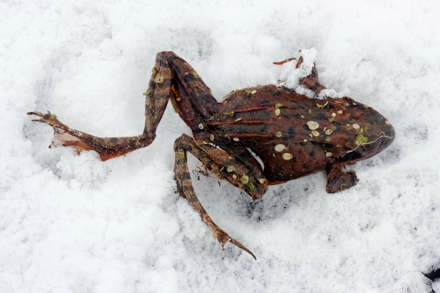 Лягушка Rana sylvatica. Лягушка Rana sylvatica замерзшая. Лягушка Rana sylvatica адаптация.