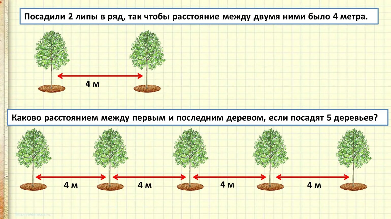 Расстояние между деревьями. Схема посадки деревьев. Расстояние посадки деревьев. Расстояние между деревом и кустарником.