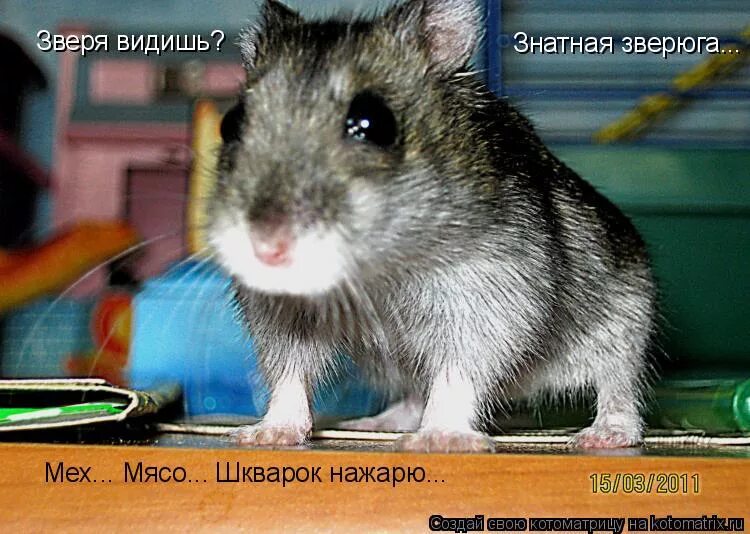 цветовое зрение у животных. мир глазами животных. какие животные видят в цвете. как животные видят людей. сколько жтвотный на картинке.