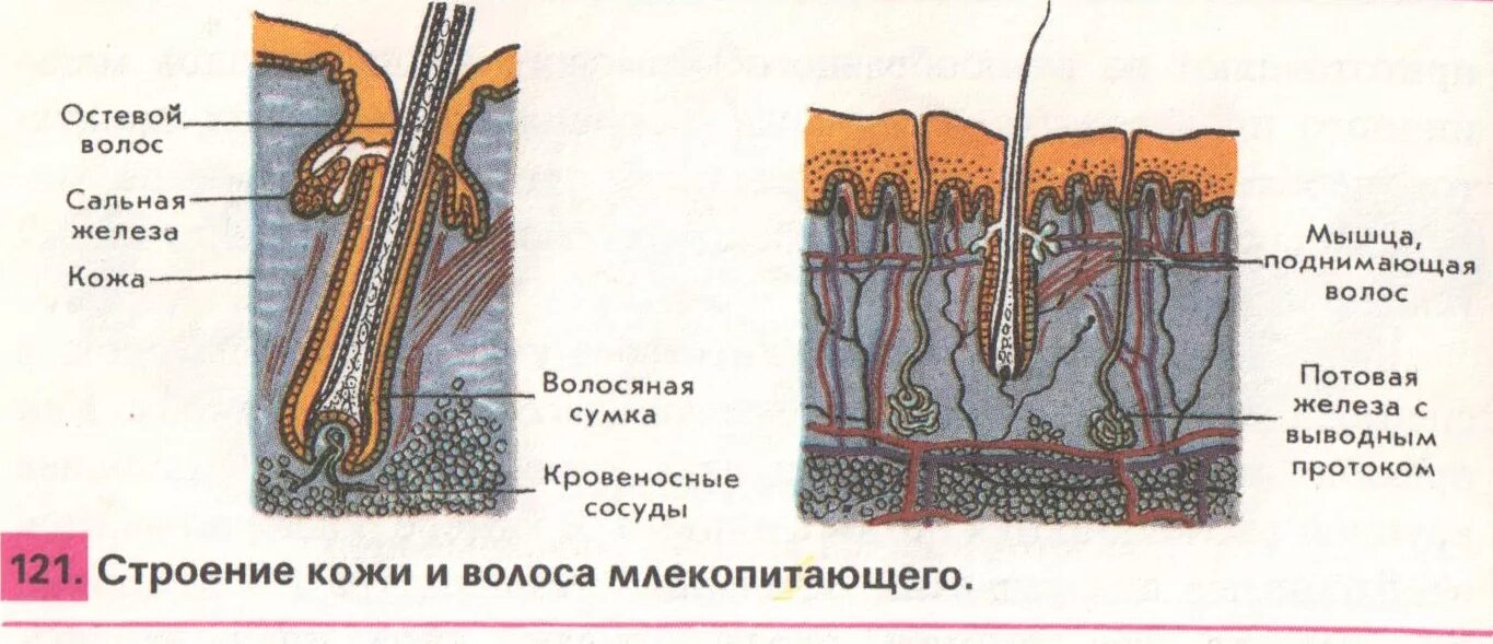 Структуры кожи млекопитающих. Строение волоса млекопитающих. строение кожи млекопитающих. схема строения волоса. железы кожи млекопитающих.