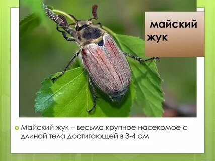 Чем отличается майский жук