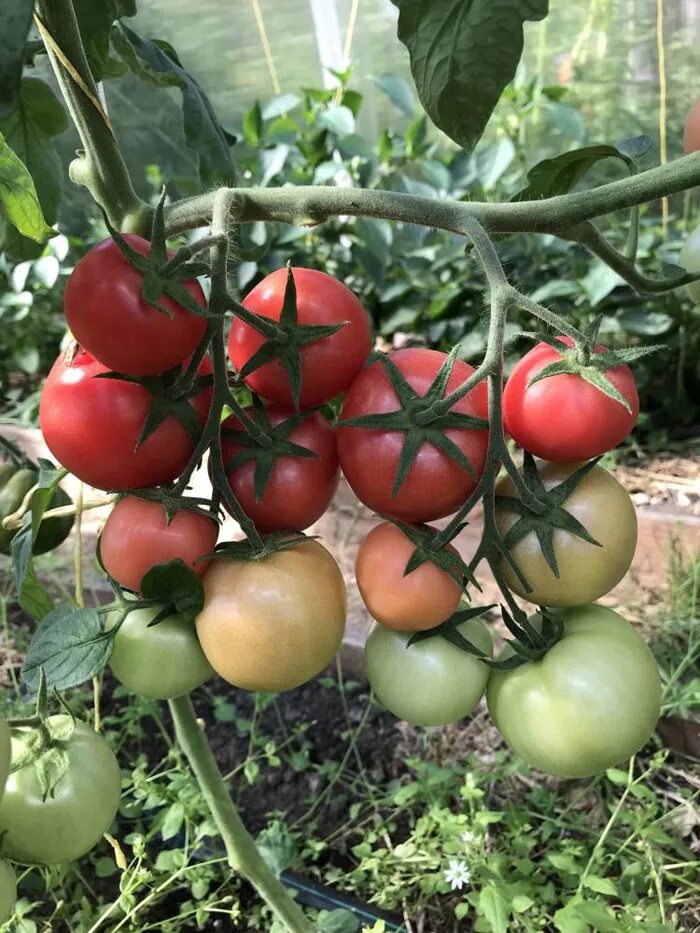 Семена томатов катя. Помидоры Катя f1. Томат Катенька f1. Томат Катя f1 мир садоводов. Томат котя.