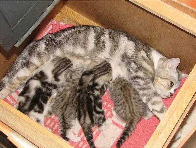 Шотландская кошка родила. Беременность кошки шотландской вислоухой. Шотландская кошка родила. Шотландская кошка родила. Шотландская кошка котенок.