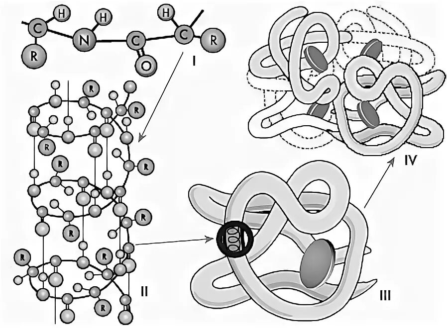 Схемы белков. Первичная и вторичная структура белка. Молекула белка схема третичная структура. Структуры молекулы белка первичная вторичная третичная. Структуры белка первичная вторичная третичная четвертичная.