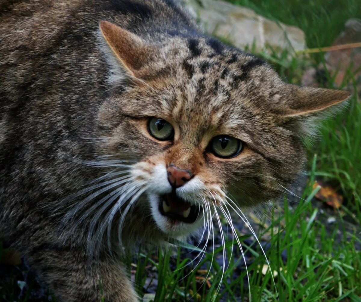 Дикая лесная. Европейский лесной кот камышовый. кавказский дикий лесной кот. европейская дикая лесная кошка. лесная кошка (felis silvestris).