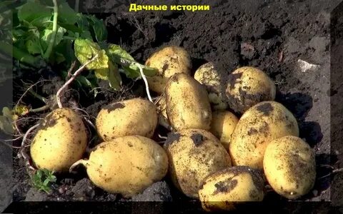 Характеристика сорта картофеля горняк