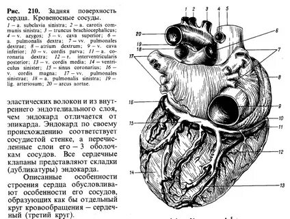 Сердце спереди