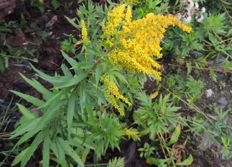 Goldenrod city. Золотарник даурский (solidago dahurica). Амброзия полыннолистная цветок. Золотая розга (золотарник). Золотарник канадский.