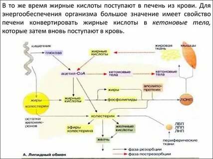 Повышенная кислота в печени