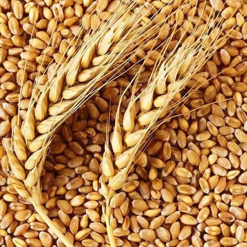 Ячмень фураж. Пшеница. Семена пшеницы. Пшеница фуражная.