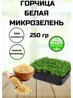 Семена микрозелени горчицы