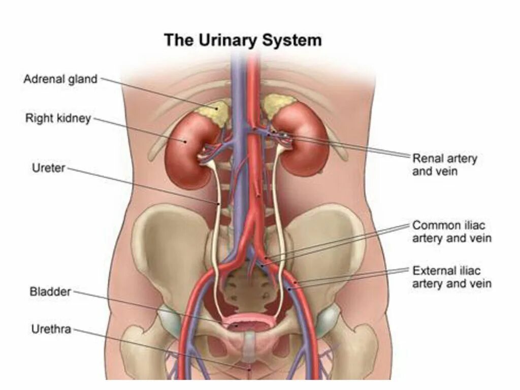 Urinary system. Urine System. Анатомия женской мочеполовой системы. Urinary System фото. Анатомия человека мочевой пузырь у женщин.