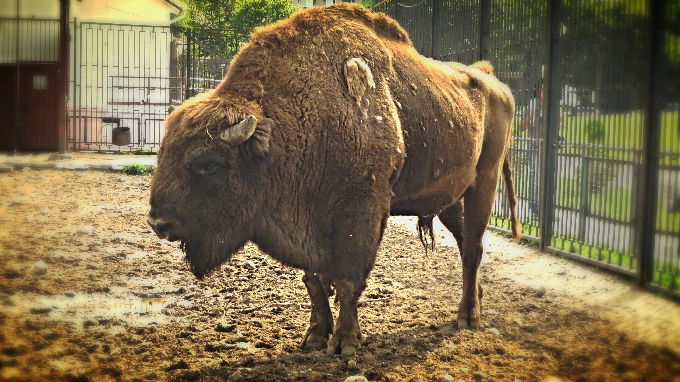 Зубр в зоопарке. Липецкий зоопарк зубр. Зубр в зоопарке сочи. Зубр в ростовском зоопарке. Зубр в лимпопо нижний новгород.