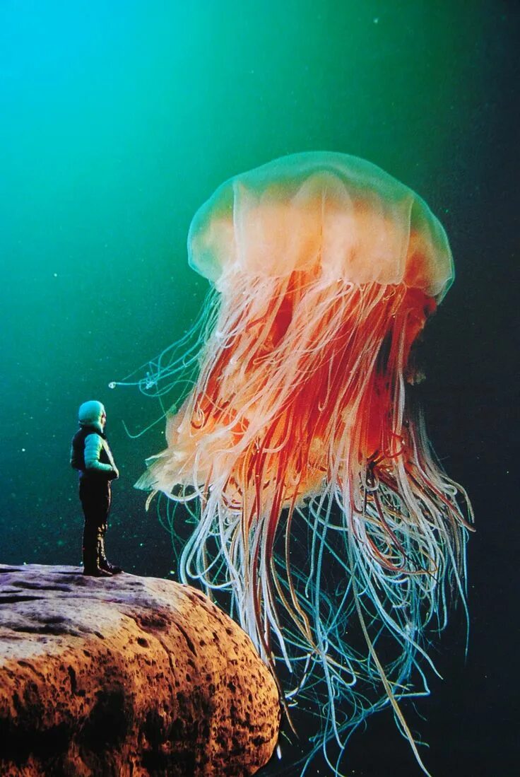 STAR TUTORIAIS Criaturas marinas bonitas, Animáles de océano, Tipos de medusas