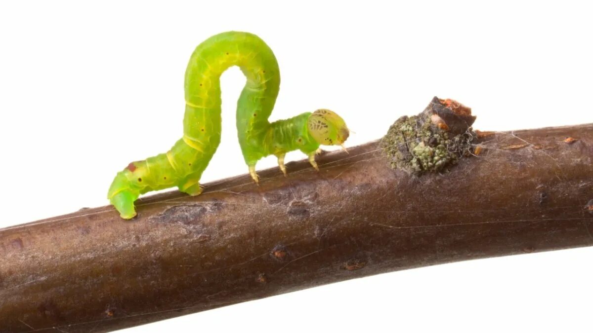 Ползти по ветви. Ползти по ветви. Гусеницы бабочки ласточкин хвост. Ползти по ветви. Улитка на дереве.