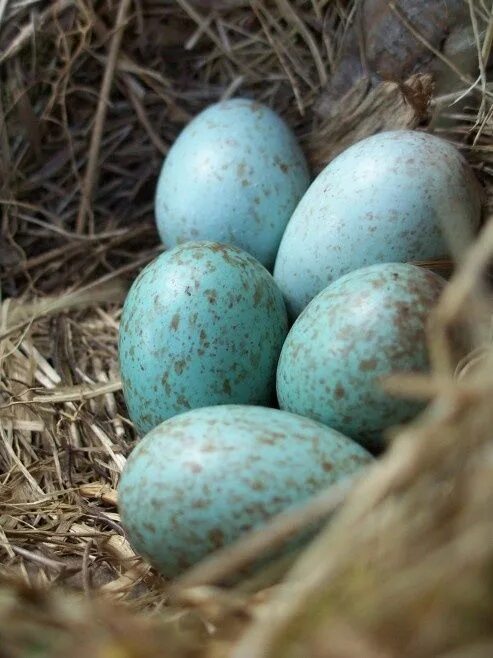 Какого цвета яйца птиц. Голубые яйца дрозда. Яйца зарянки. Красивые яйца птиц. Голубые птичьи яйца.