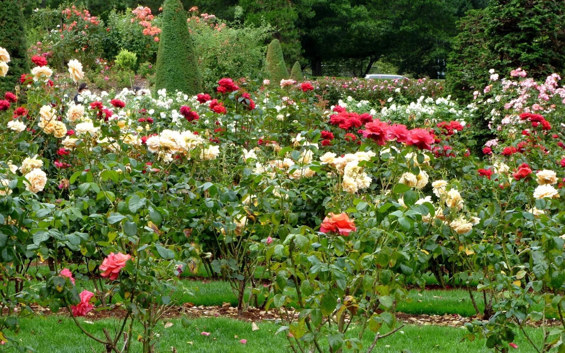 Лучшие розы для сада. Розарий шрабы. Парк Багатель розарий.