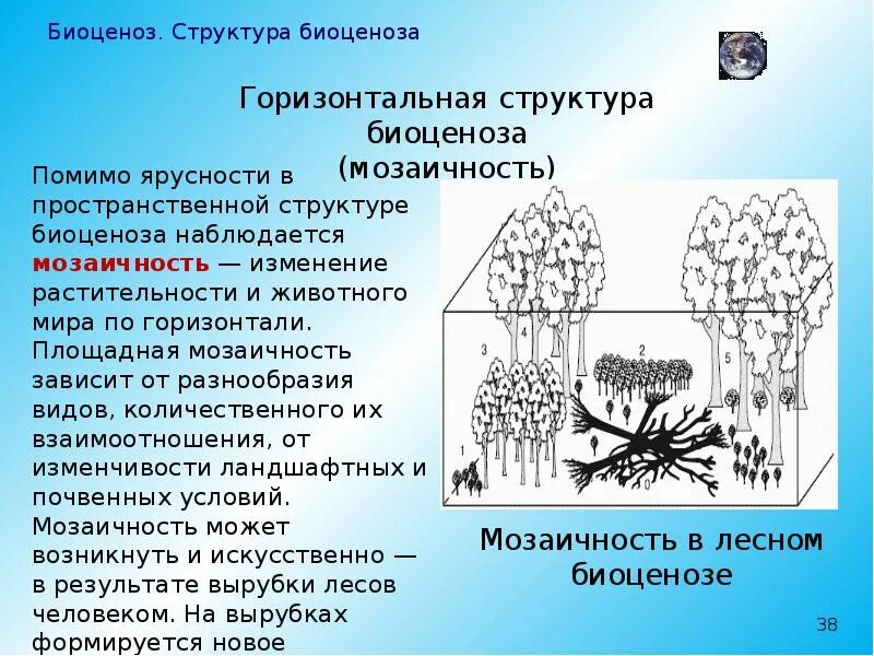 Структура биоценоза. Биоценоз структура биоценоза. Классификация биоценозов. Структура биоценоза мозаичность. Первостепенную роль в развитии биоценозов выполняют