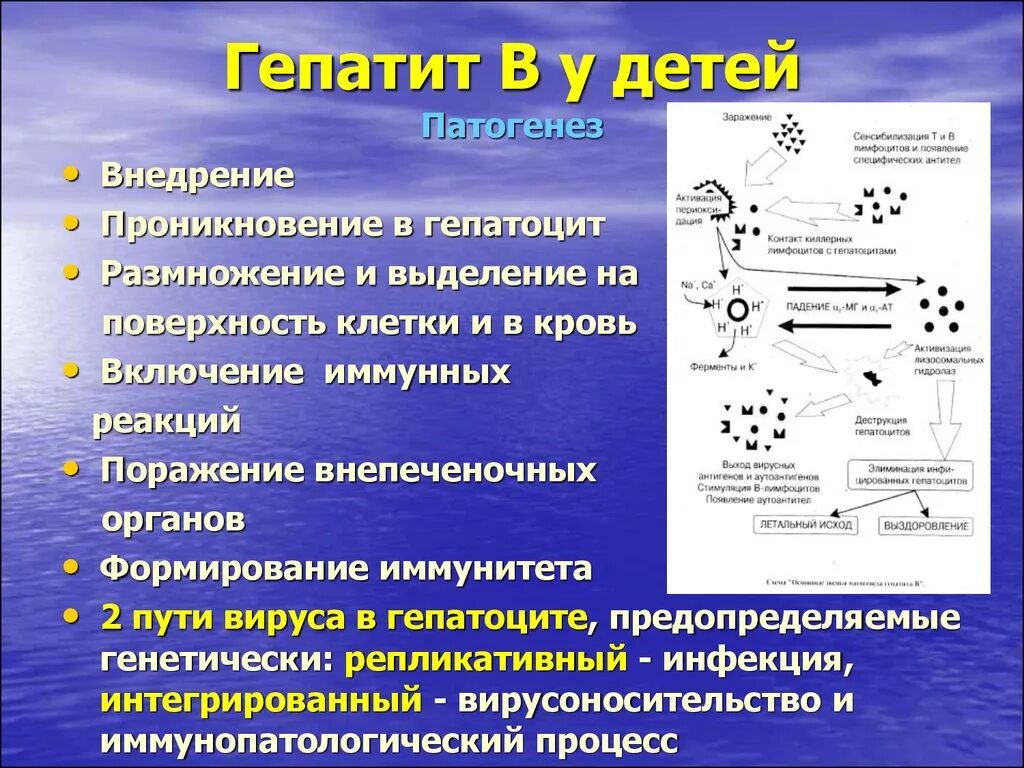 Вирусный гепатит в у детей патогенез. Патогенез гепатита а у детей. Этиология гепатита а у детей. Гепатит b у детей патогенез. Гепатит а патогенез