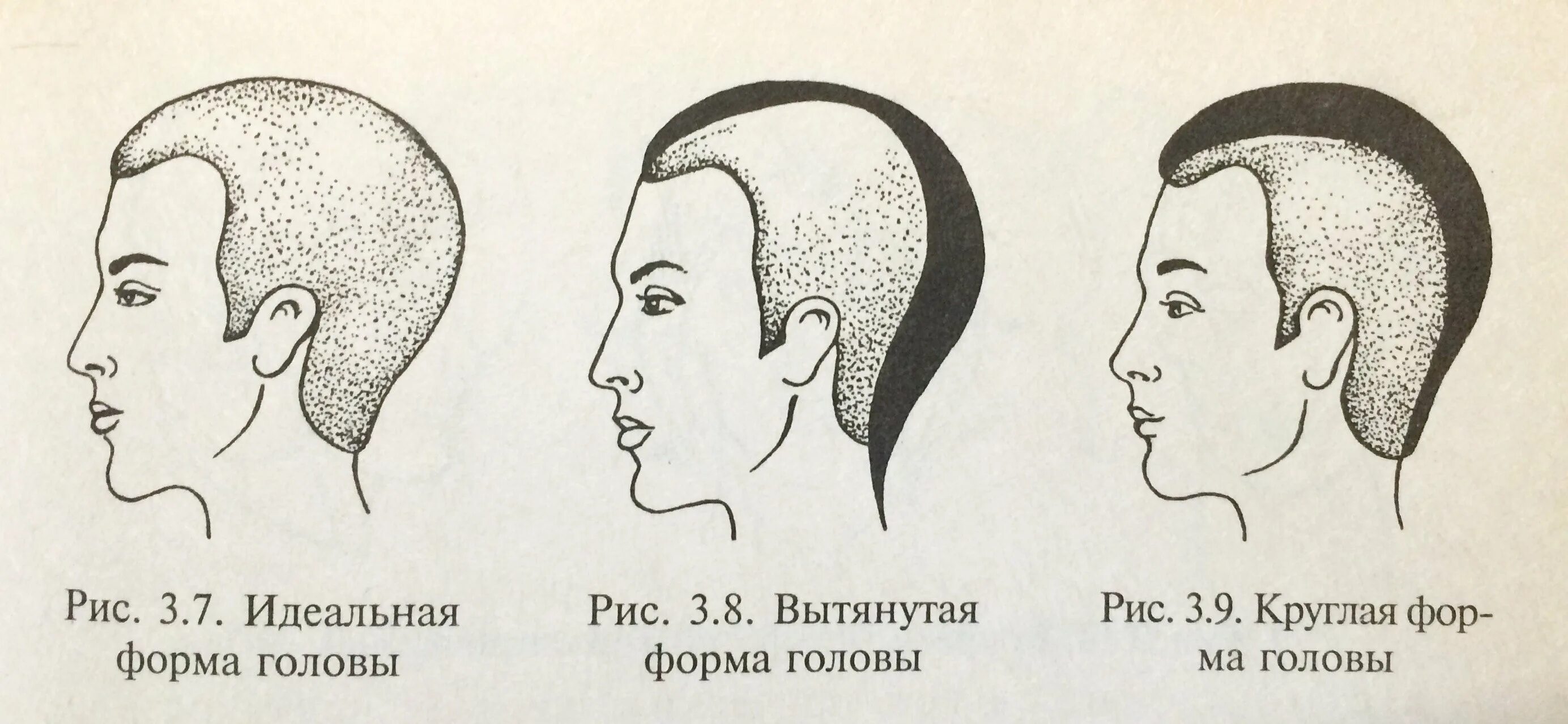 Формы черепа и прически. Удлиненная форма головы. Округлая форма головы. Идеальная форма затылка. Как называли лоб