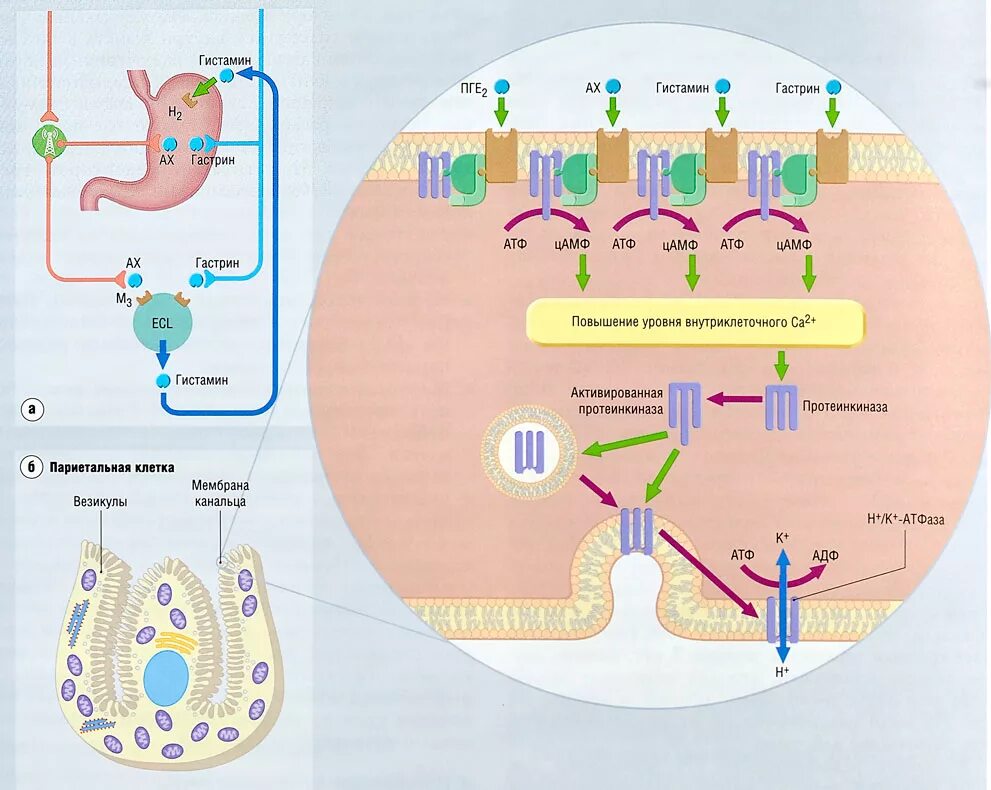 Гистамин действие. Протонный насос механизм действия. Протонная помпа в желудке механизм. Ингибиторы протонного насоса механизм действия. Протонная помпа в желудке механизм действия.