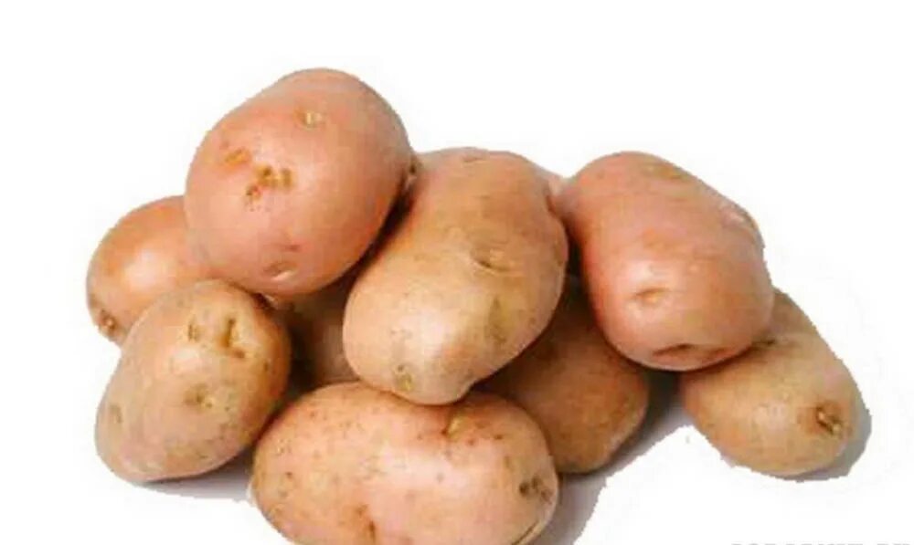 Вектор картофель характеристика. Сорт картофеля Романо. Картофель сорта Романо семенной. Картошка с овощами. Картошка для детей.