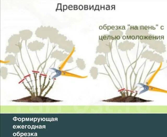 Надо ли обрезать гортензию весной. Обрезка гортензии осенью схема. Обрезка древовидной гортензии осенью схема. Схема обрезки древовидной гортензии осенью. Схема обрезки древовидной гортензии.