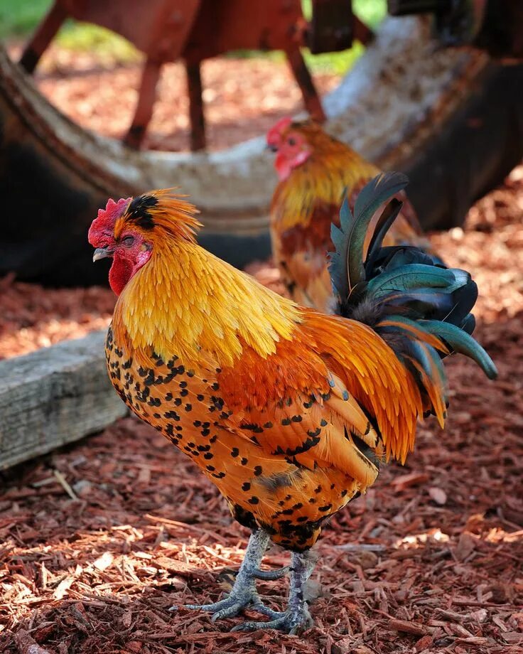 Цветные породы кур. Виандот порода кур. Цветные куры. Куры виандот. Цветные породы кур.