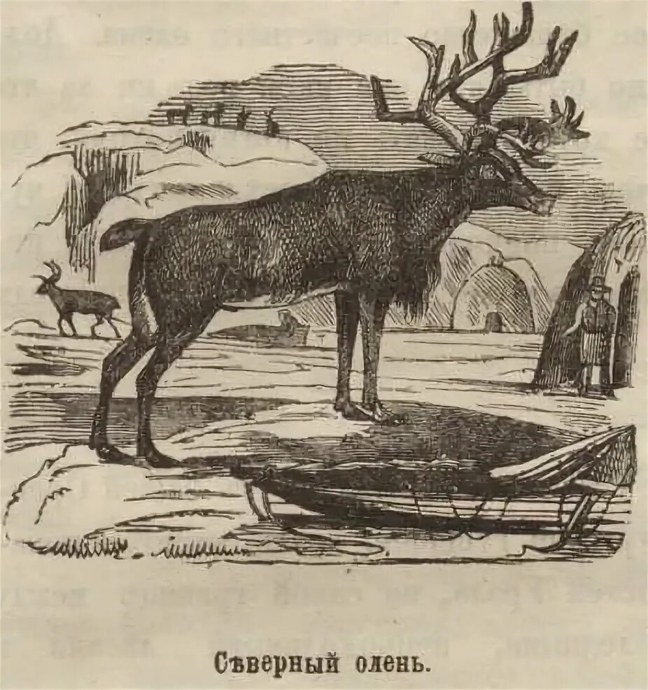 Работа история животных. Работа история животных. К к флеров палеотрагус. Трактат аристотеля о животных. Естественной истории животных.