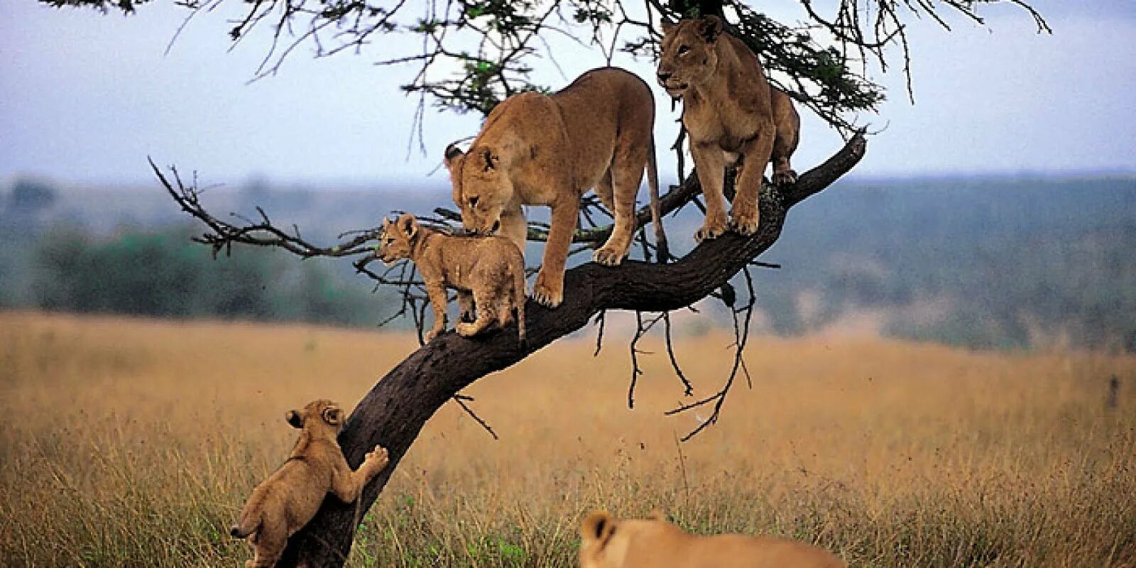 People and wildlife. Национальный парк Серенгети Танзания. Национальный парк Танзании Серенгети животные. Серенгети Танзания национальный парк львы. Парк Маньяра Танзания.
