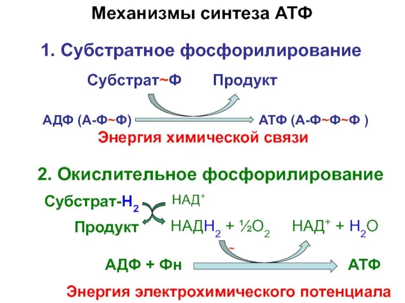 Субстратное фосфорилирование атф. Механизм образования АТФ уравнение реакции. Механизм субстратного фосфорилирования. Способы синтеза АТФ: субстратное фосфорилирование. Окислительное фосфорилирование путь синтеза.