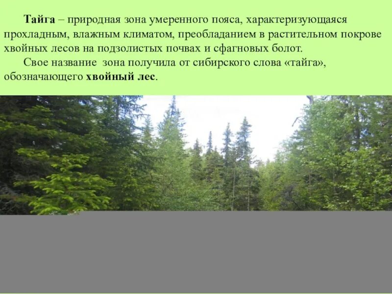 Природные зоны расположенные в умеренном поясе. Природные зоны умеренных поясов. Зона хвойных лесов умеренного пояса. Зона хвойных лесов климат. Климат в зоне хвойных лесов умеренного пояса.