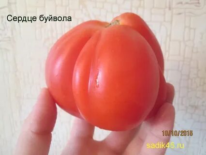 Сорт томата сердце буйвола фото и описание