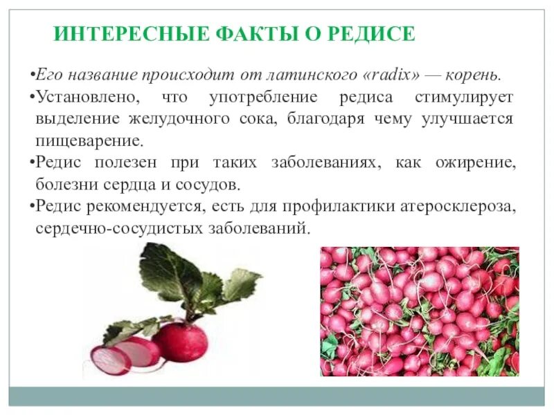 Чем полезна редиска. Чем полезен редис. Факты о редиске. Интересные факты о редиске для детей. Польза редиски для здоровья