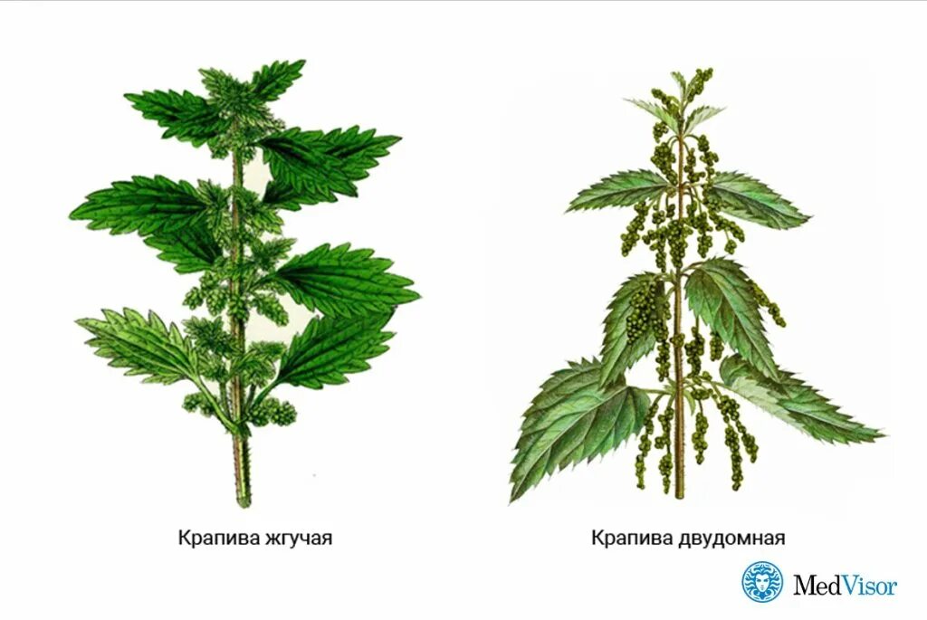 Крапива двудомная. Крапива крапива двудомная. Крапива двудомная и крапива жгучая. Крапива жгучая (Urtica urens l.).