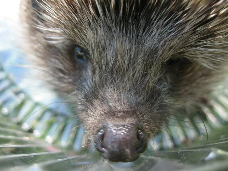 простой ежик. летучие ежи. ежик простой. простой ежик. простой ежик.