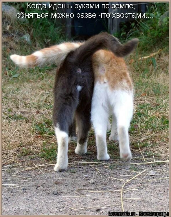 ходить под хвост. кот выгнулся. прикольные звери с надписями. ходить под хвост. кошка изгибается.
