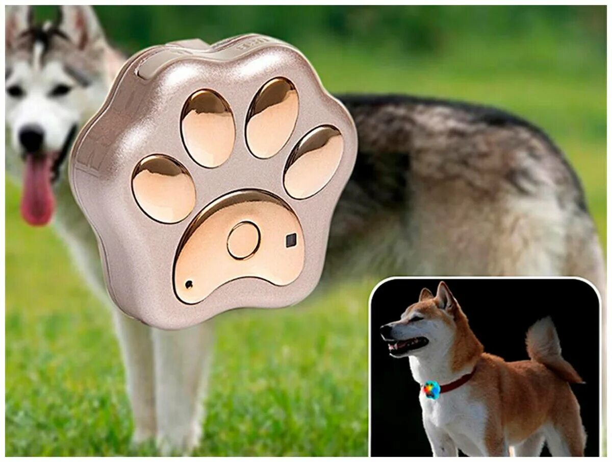 Джипиэс трекер на ошейник для собаки. Ошейник для собак с gps трекером. Трекер pet gps tracker. Жпс маячок для животных. Маячок для животных.