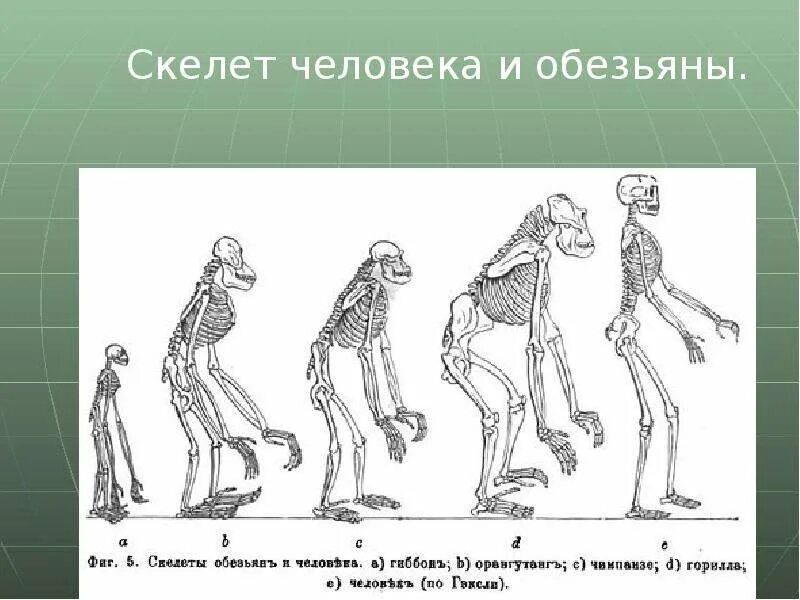 Чем отличается скелет человека от скелета обезьяны. Скелет шимпанзе и человека. эволюция скелета человека. скелет примата и человека. скелет человека и скелет обезьяны.